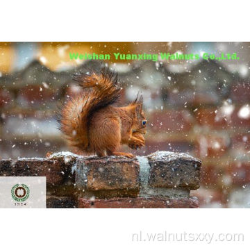 Chinese Nutritive Walnut Kernels Light Quarters (LQ)